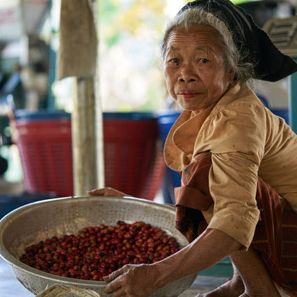 An elderly woman in a workshop or processing facility holds a large metal bowl filled with red coffee cherries. She wears a beige top and brown skirt, with a scale and other containers visible in the softly blurred background.