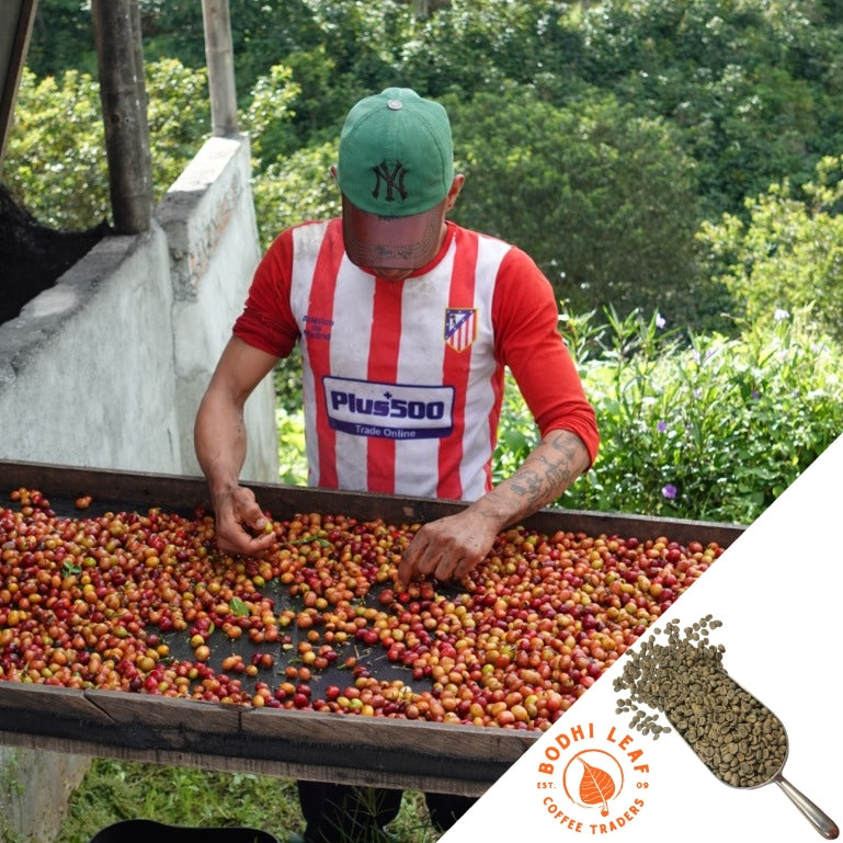 Guy sorting through ripe coffee cherries.