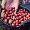 Upside down black baseball cap filled with red coffee cherries. Man's hand scooping a handful of berries to display coffee cherries.