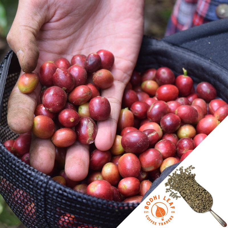 Upside down black baseball cap filled with red coffee cherries. Man's hand scooping a handful of berries to display coffee cherries.