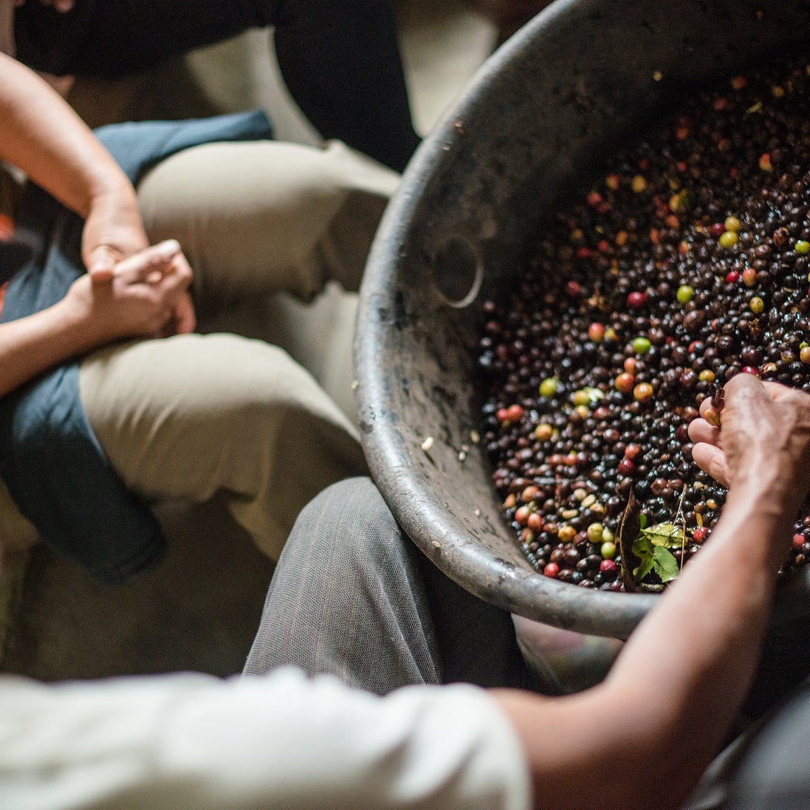 Colombia Finca El Diviso Geisha - Green