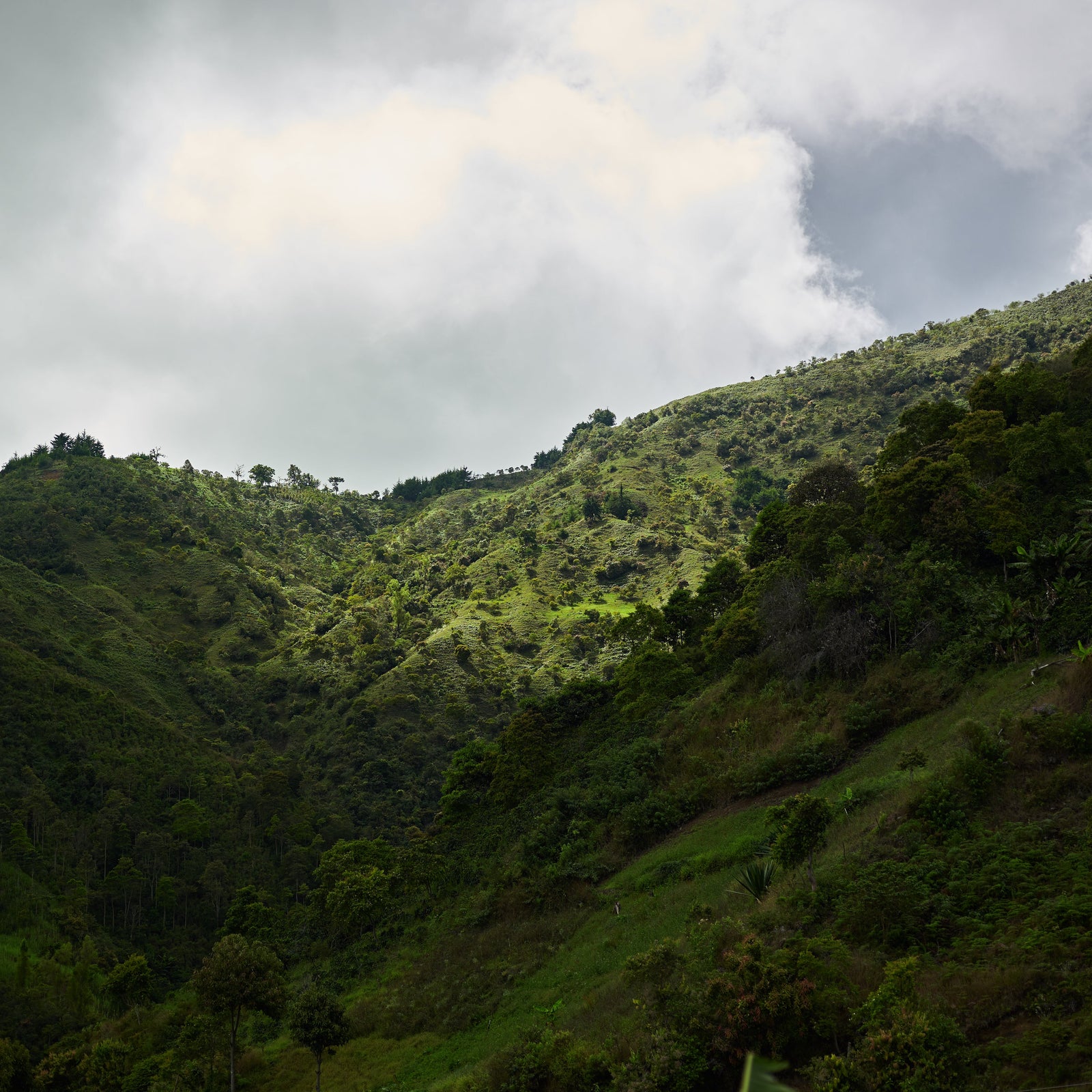 Green mountainside with coffee shrubs against a slightly clouded sky