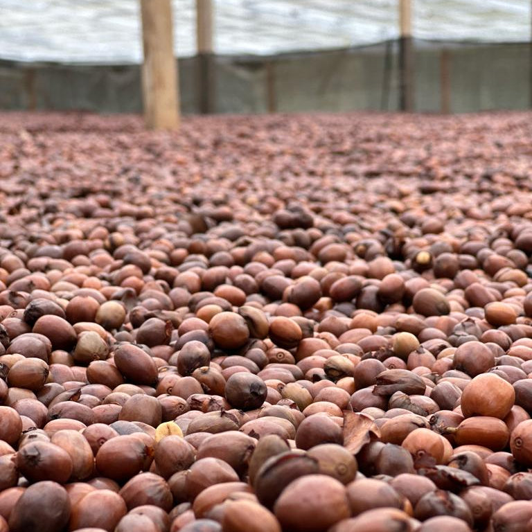 Colombia Finca El Diviso Chiroso Natural
