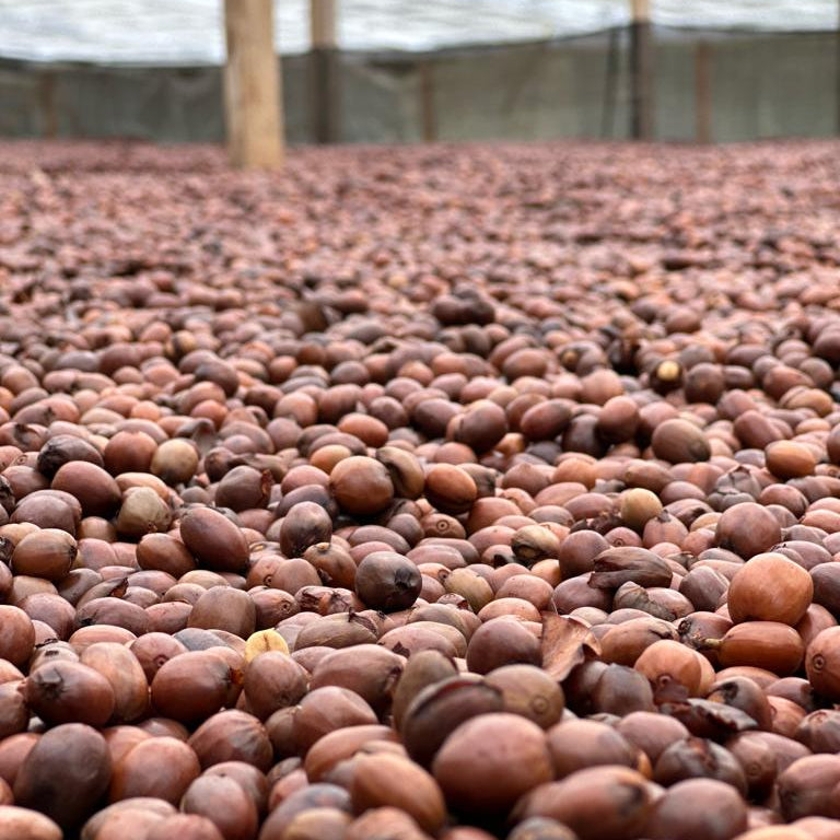 Colombia Finca El Diviso Chiroso Natural - Green