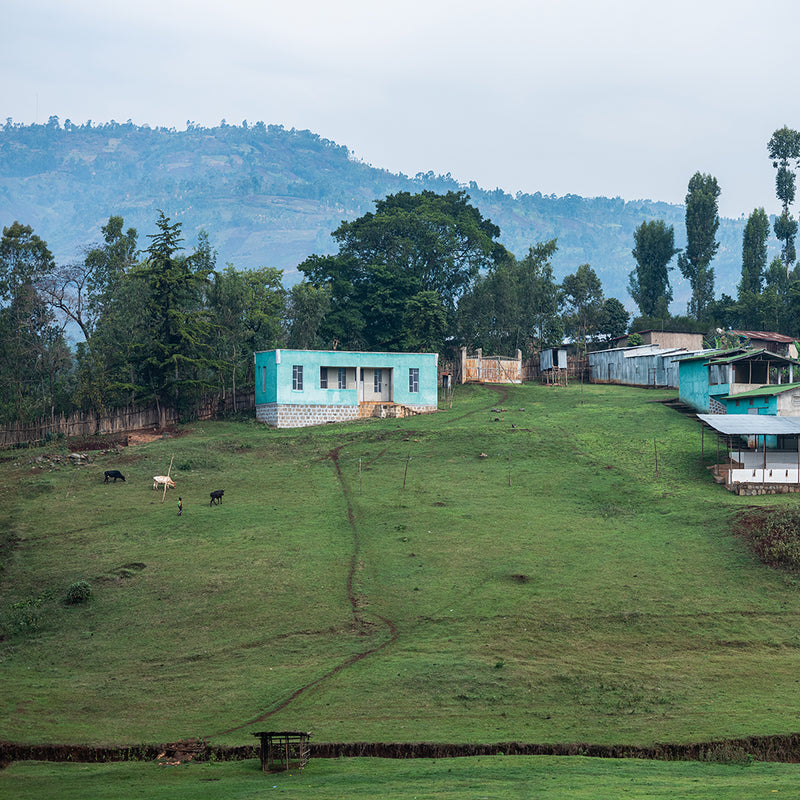 Ethiopia Gori Gesha Wine Natural Gr1 - Green