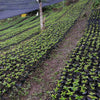 rows of green coffee plants