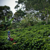 farmers hand picking coffee cherries from lush green coffee shrubs