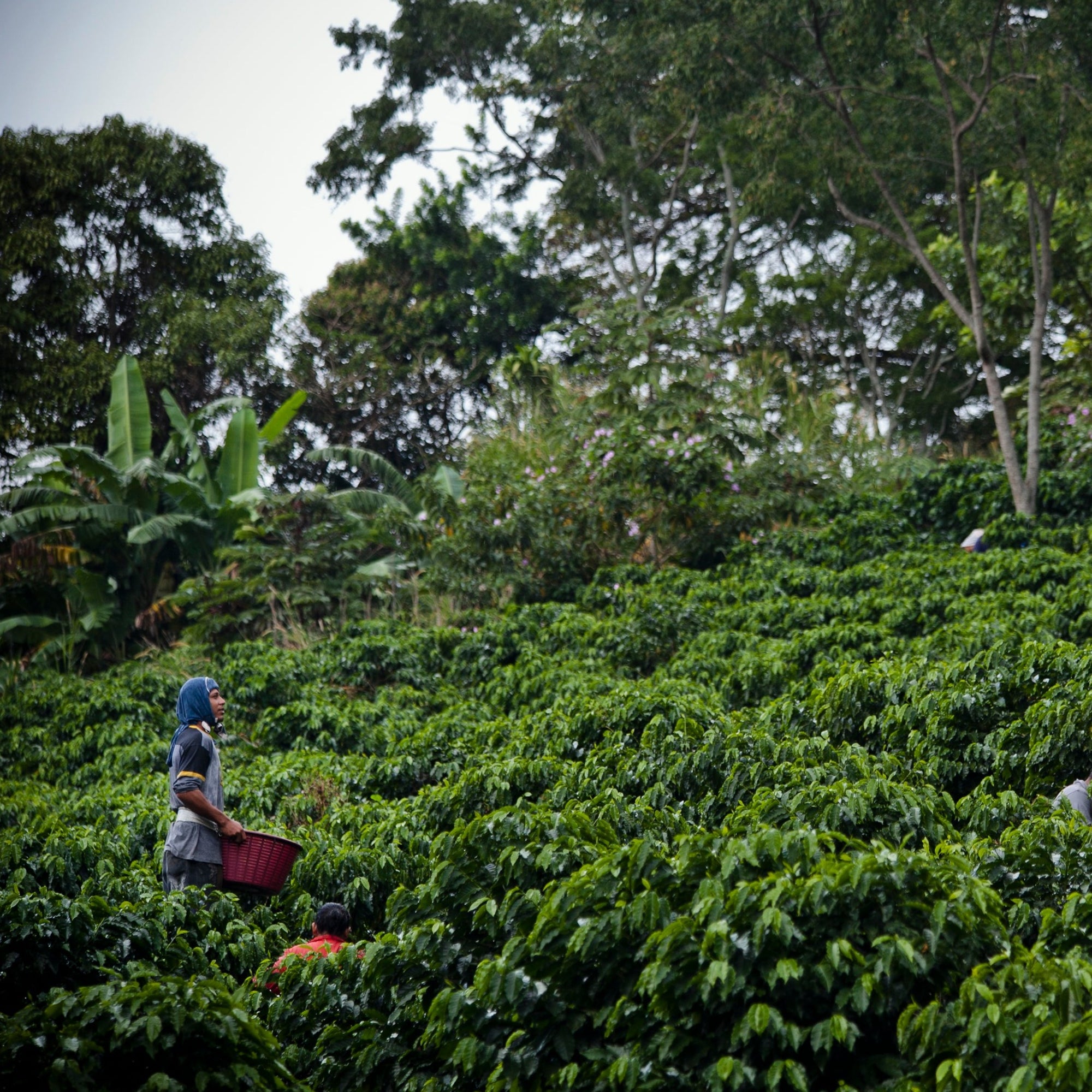 farmers hand picking coffee cherries from lush green coffee shrubs