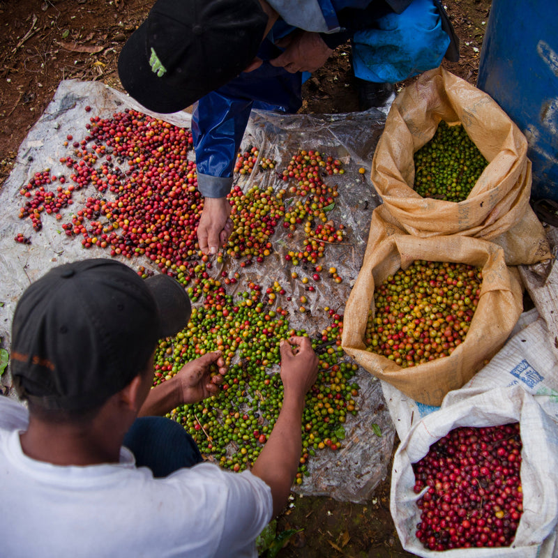 Two people sorting green and red coffee cherries on a white sheet outdoors, with several large sacks of coffee cherries and beans beside them.