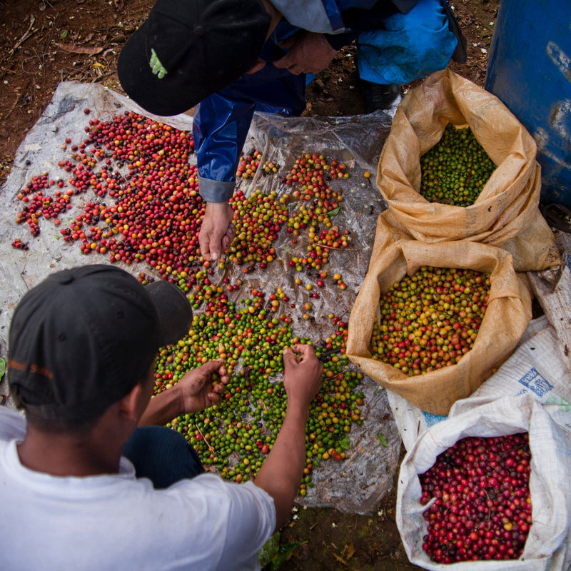 Two people sorting green and red coffee cherries on a white sheet outdoors, with several large sacks of coffee cherries and beans beside them.