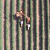 Agricultural vehicle harvesting coffee trees in a field