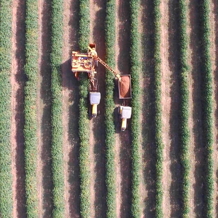 Agricultural vehicle harvesting coffee trees in a field