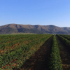 Row of coffee plants with mountains in the background