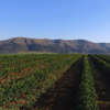 Brazil Rancho Grande 36HR Natural - Green