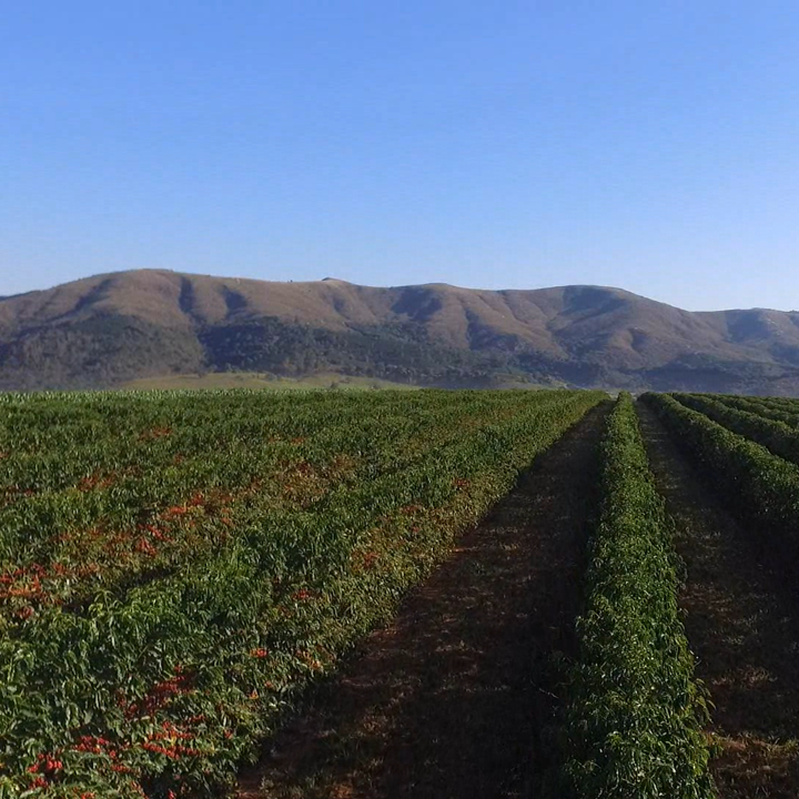 Brazil Rancho Grande 36HR Natural - Green