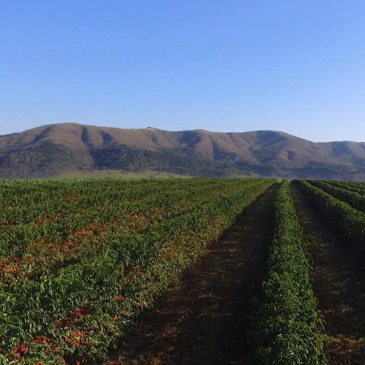 Row of coffee plants with mountains in the background