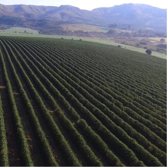 overhead view of a large coffee farm with perfect rows of coffee trees