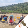 Ladies sorting through beans of beds of dried coffee cherries.