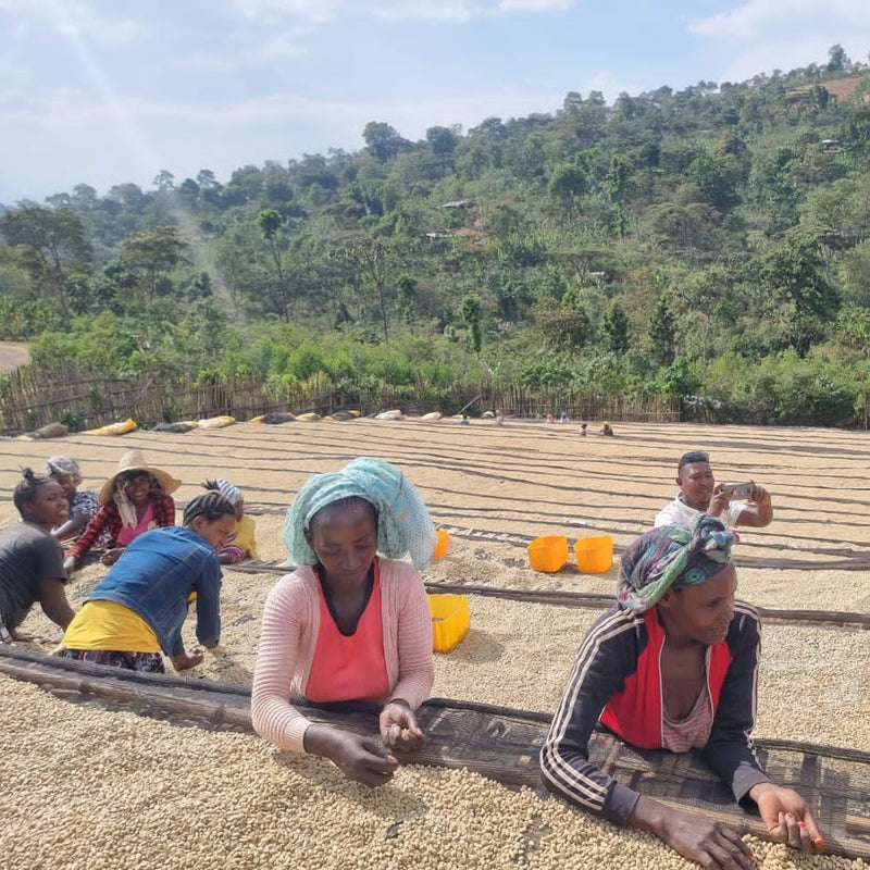 Women sorting beans through beds of dried coffee cherries