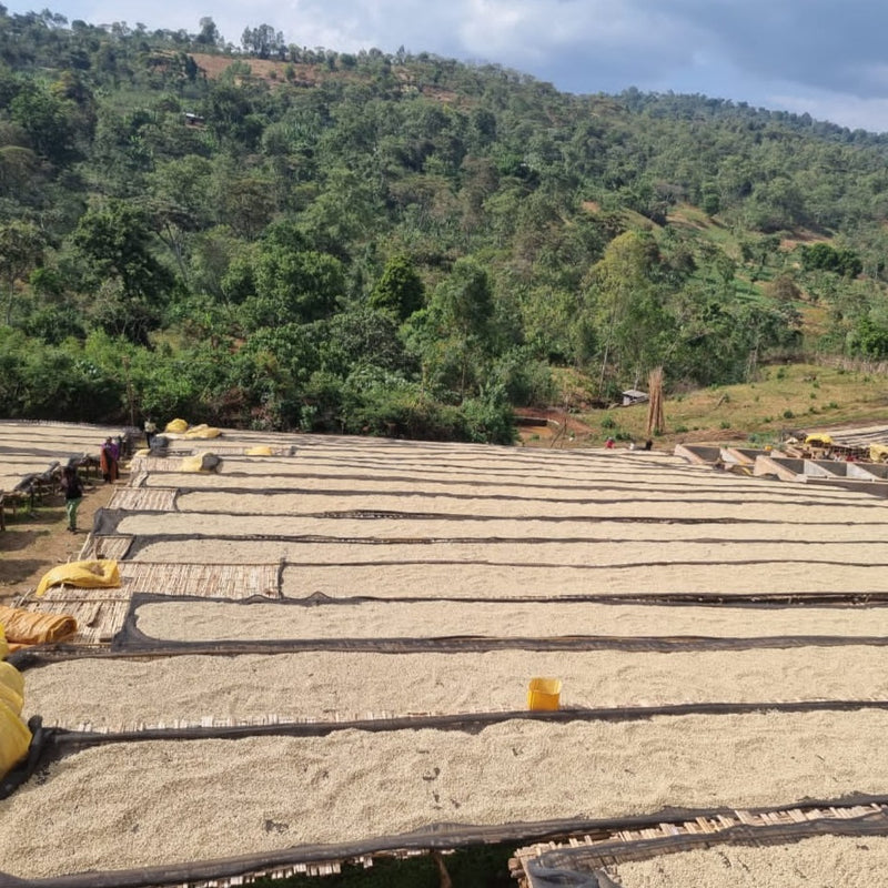 Rows of raised coffee drying beds in front of a bill with green trees.