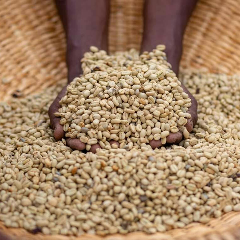 Ethiopia Gori Gesha Natural Gr1 - Green