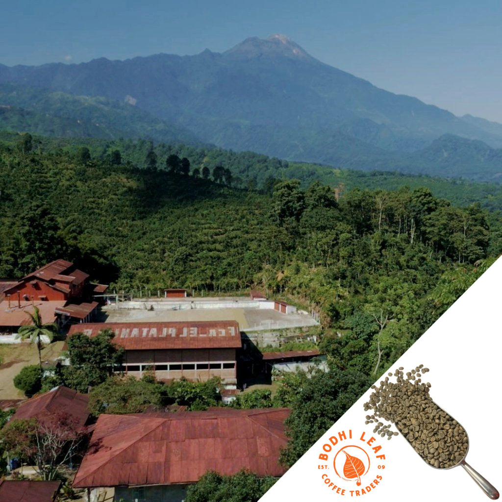 Overhead view of Guatemala Finca El Platanillo coffee farm