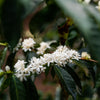 Close up of white flowers from coffee tree branch.