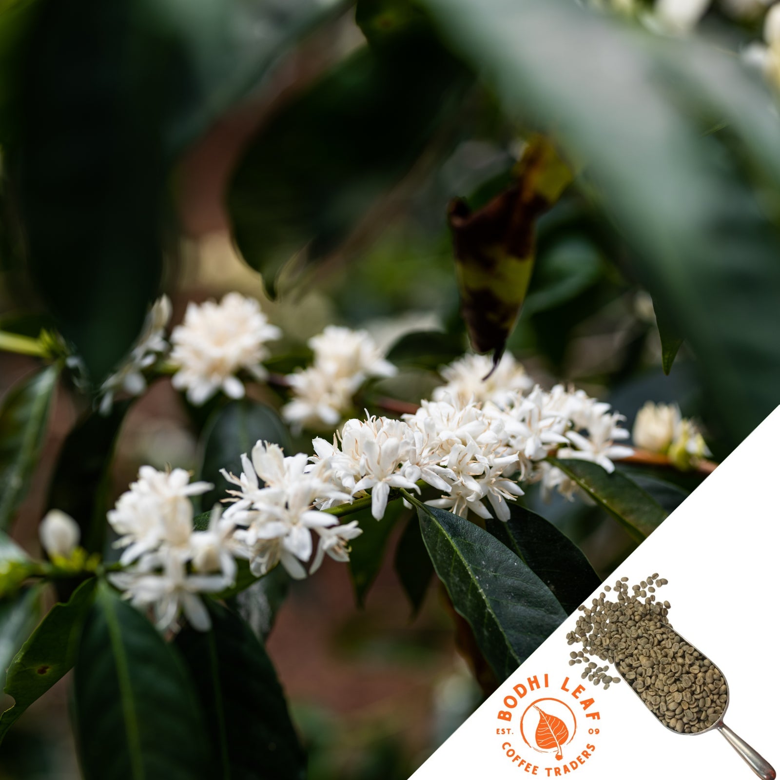 close up view of white flowers blooming on coffee shrub.