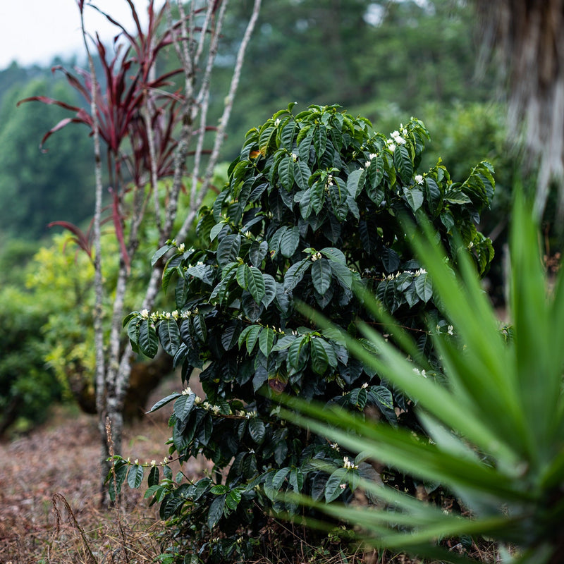 Coffee plant with green leaves and small white flowers in a natural setting.