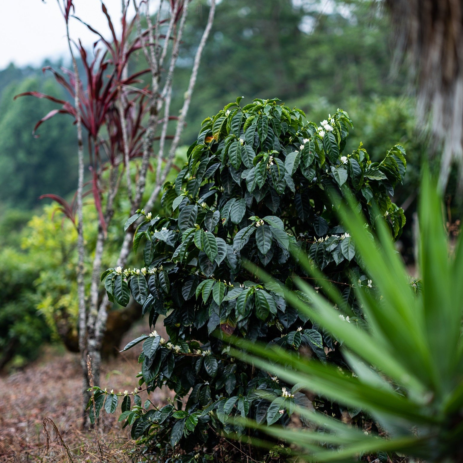 Coffee plant with green leaves and small white flowers in a natural setting.