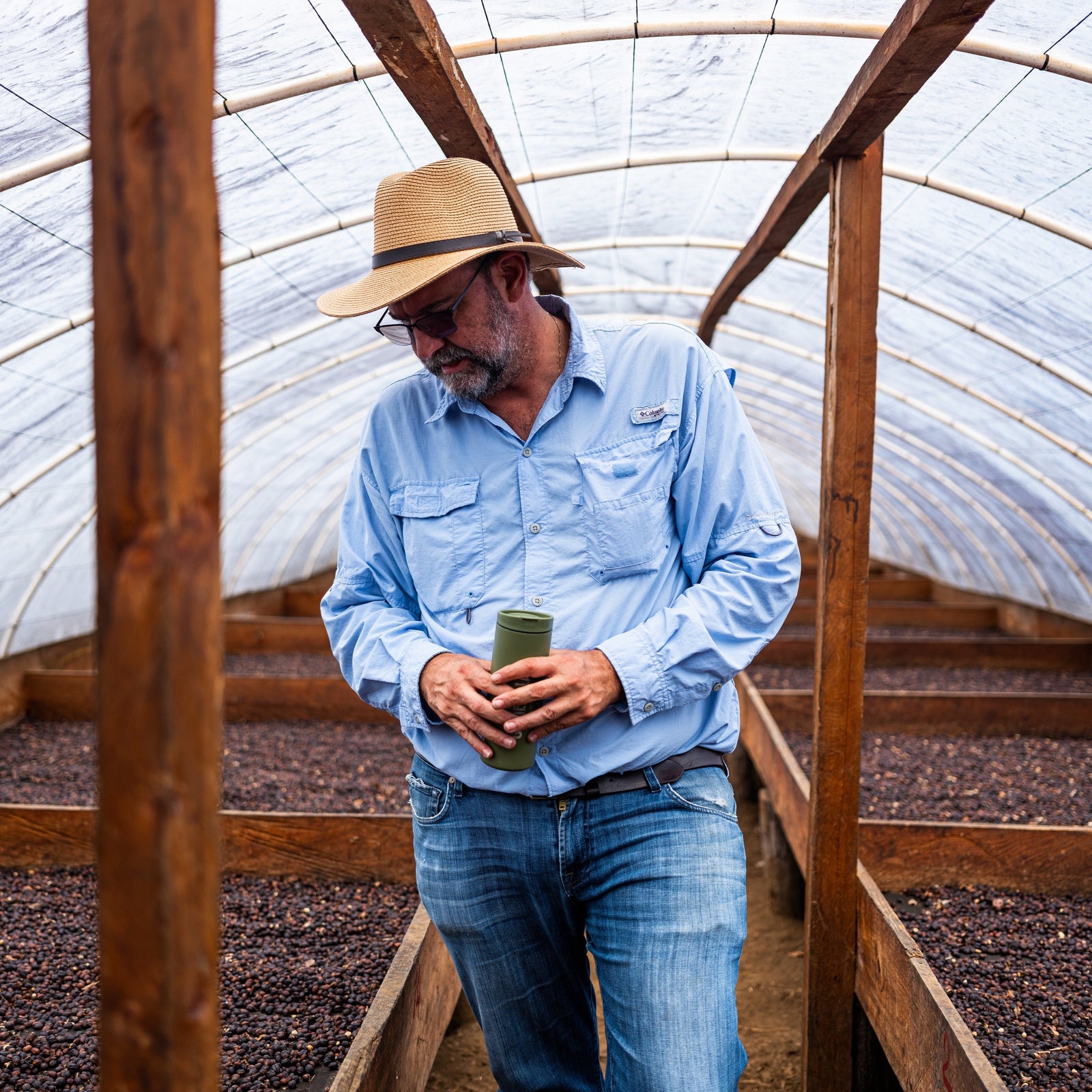 Coffee farmer walking through rows of coffee beans drying on raised beds 