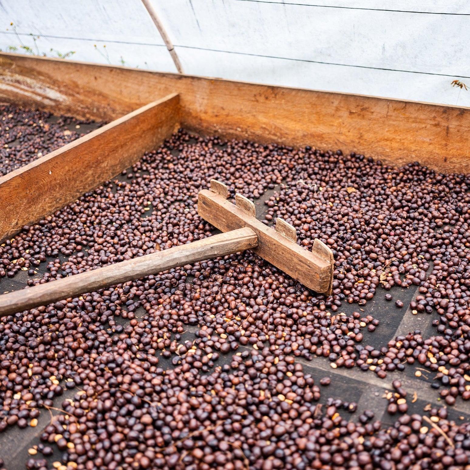 Drying coffee beans on a wooden surface with a white background