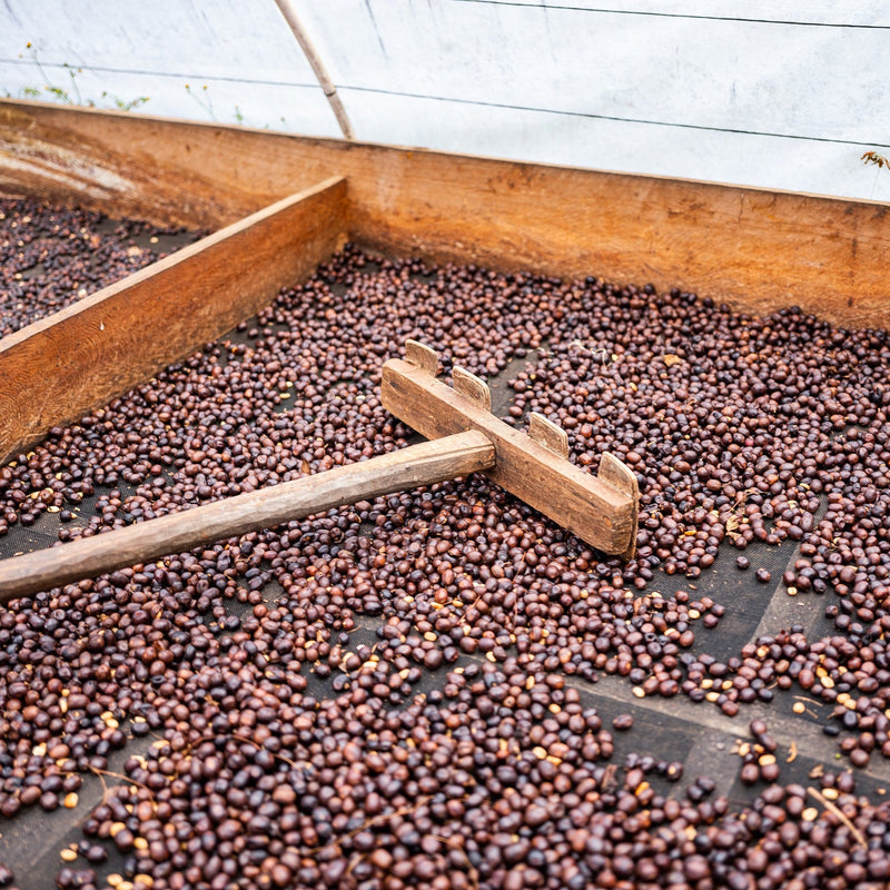 Drying coffee beans on a wooden surface with a white background