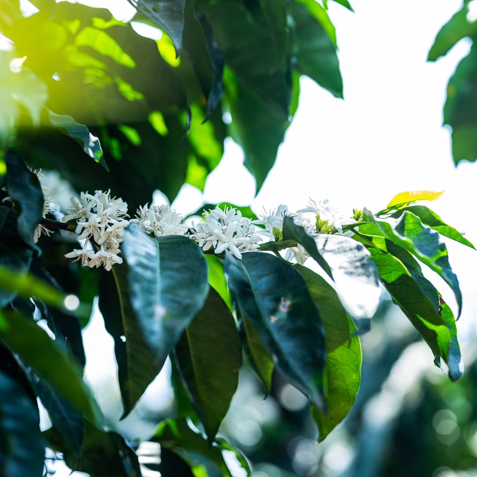 Close-up of coffee flowers and green leaves on a branch