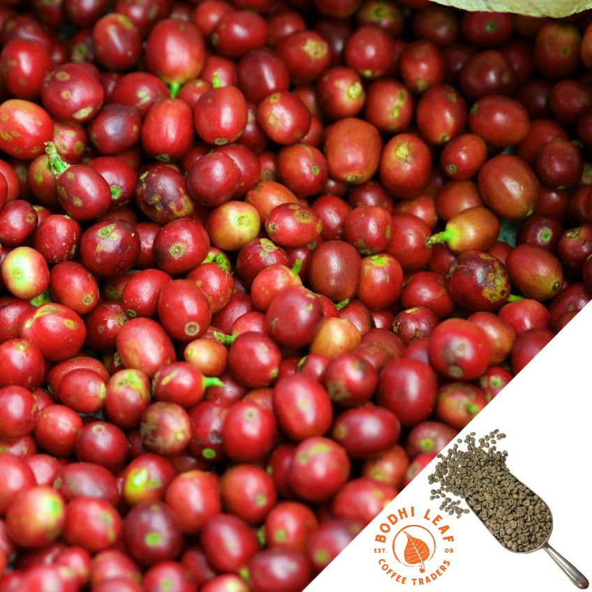 close up view of red ripe coffee cherries recently picked from coffee tree