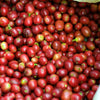 close up view of red rip coffee cherries recently picked from coffee tree