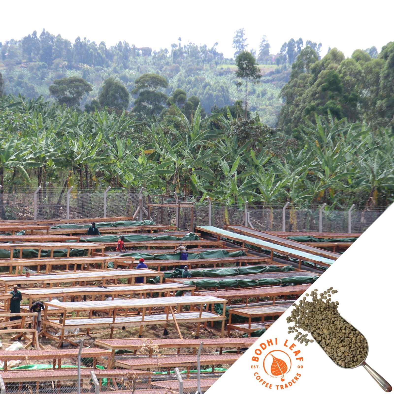 Coffee farmers tending to coffee beans on rows of raised drying beds.