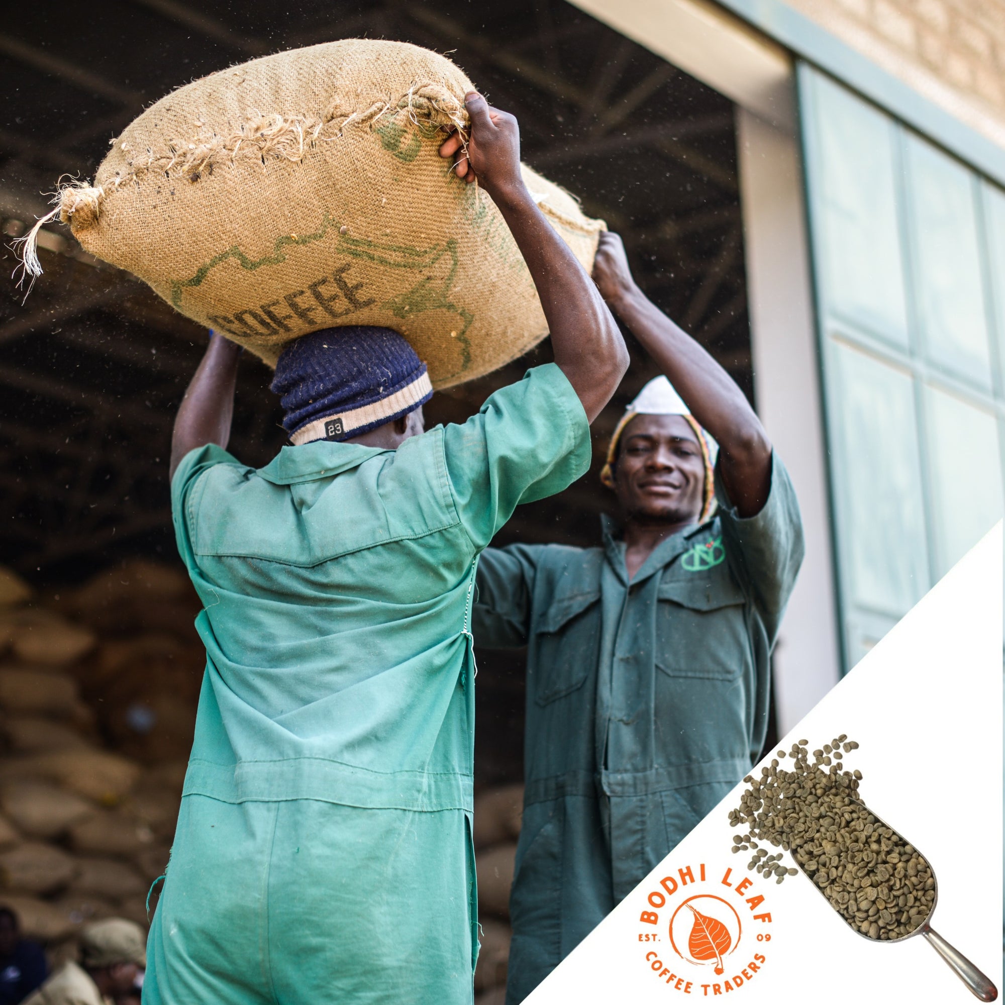 Coffee farmer carring a burlap bag full of coffee beans on his head 