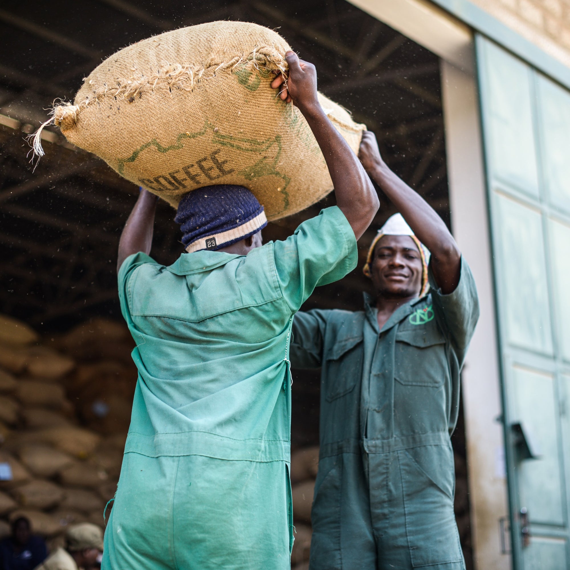 Coffee farmer carrying burlap bag of coffee beans on his head 