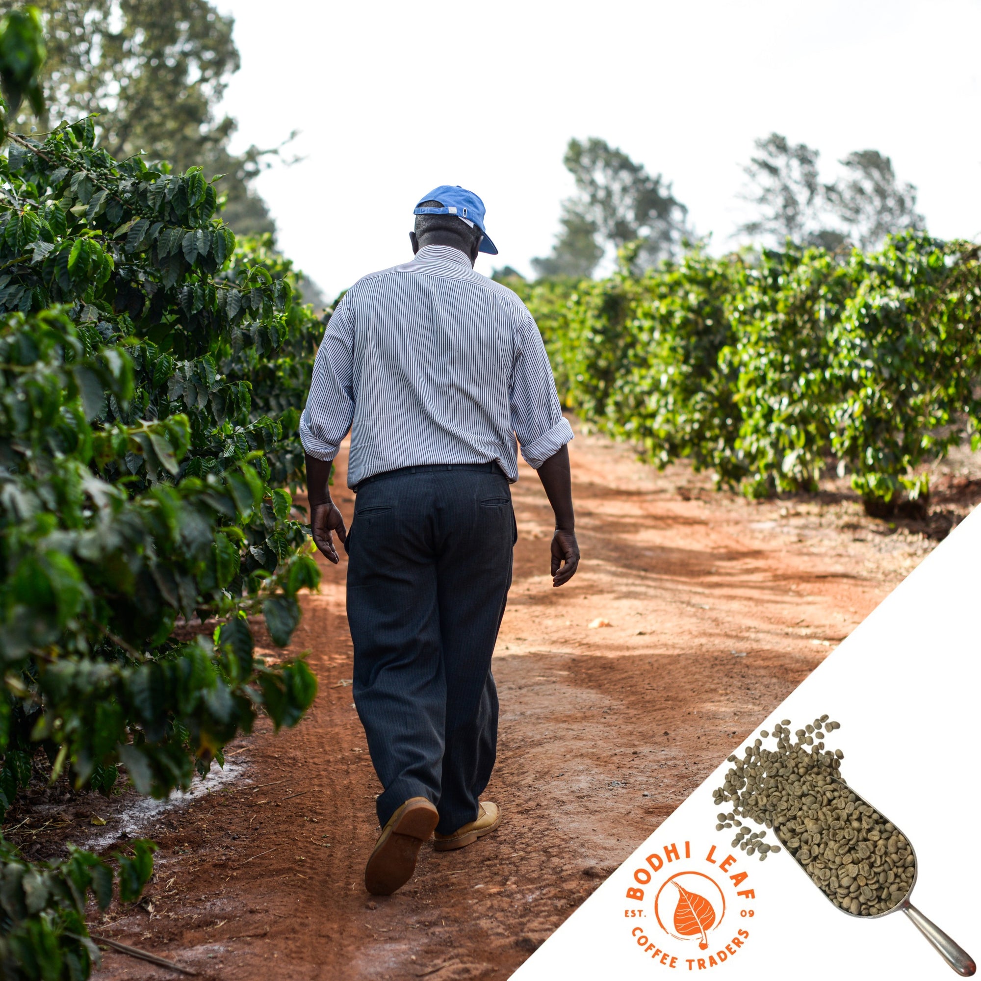 Coffee famer walkin down a dirt path between green coffee shrubs