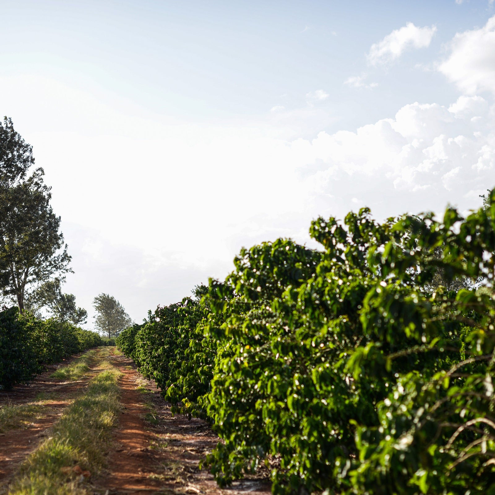 A dirt path running through a lush green agricultural field or plantation under a bright sky with scattered clouds.