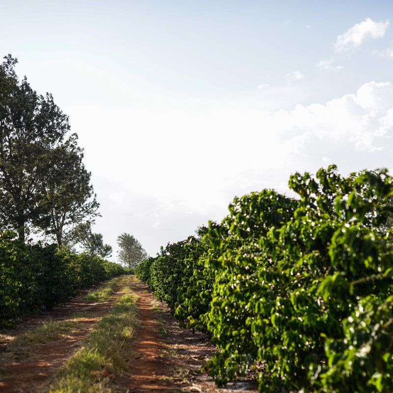 A dirt path running through a lush green agricultural field or plantation under a bright sky with scattered clouds.