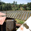 Rows of shaded coffee plants on a hillside