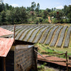 Rows of coffee shaded coffee plants on a small hillside