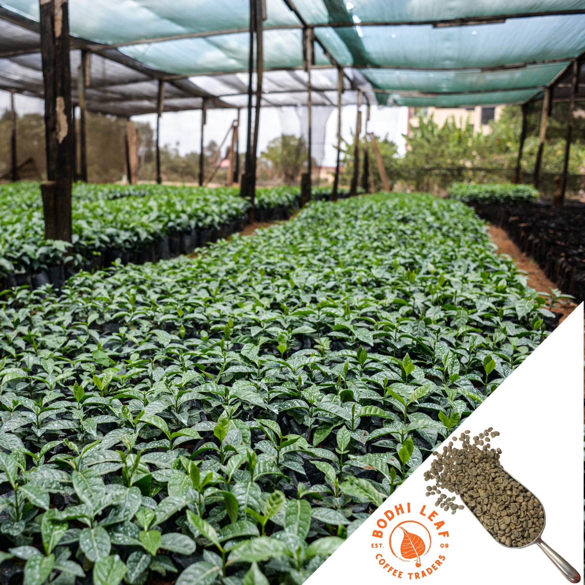 Rows of green coffee plants 