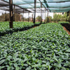 Row of lush green coffee plants growing under shade