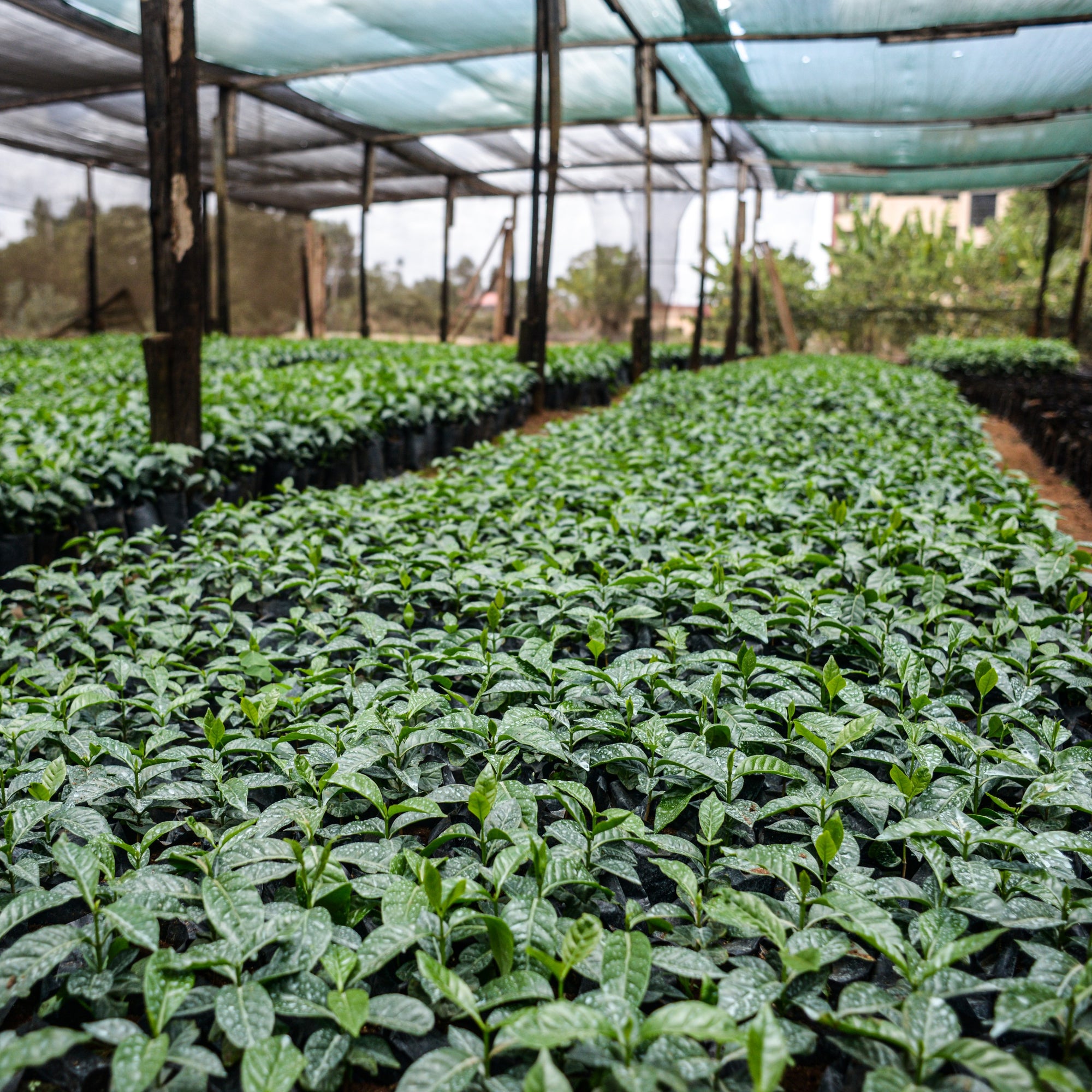 Row of lush green coffee plants growing under shade