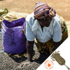 Woman gathering coffee beans from a drying bed