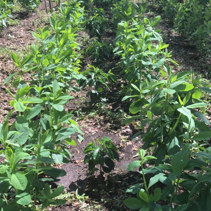 A high-angle view of a lush green garden or farm field with rows of leafy plants growing in dark soil.