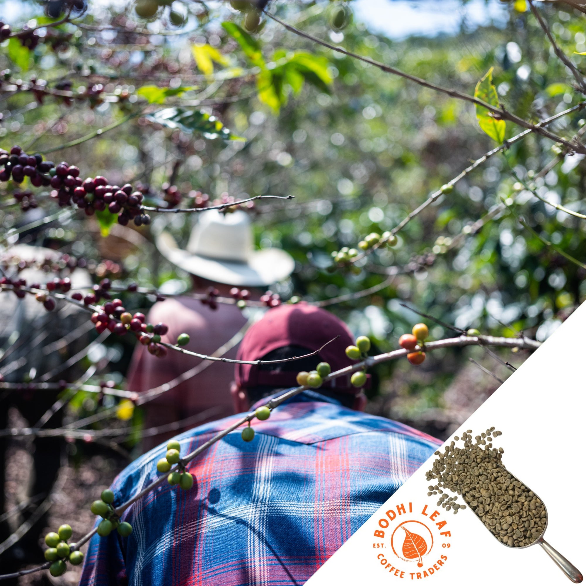 Two coffee farmers walking under branches of coffee cherries